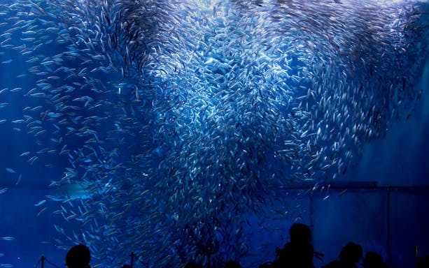 School of fish swimming at Port of Nagoya Public Aquarium.