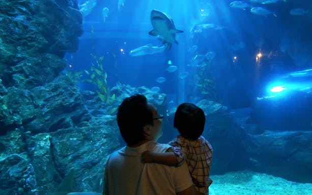 Visitors observing a shark at Monster Aquarium.