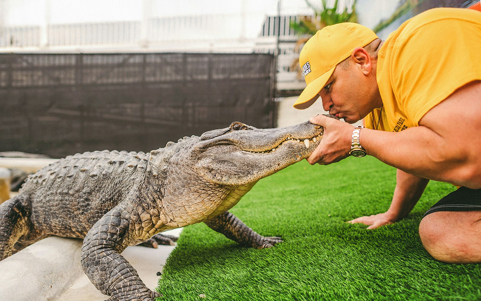 Man interacting with an alligator during Everglades airboat tour.