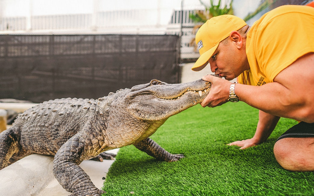 Man interacting with an alligator during Everglades airboat tour.