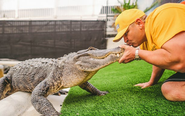 Man interacting with an alligator during Everglades airboat tour.