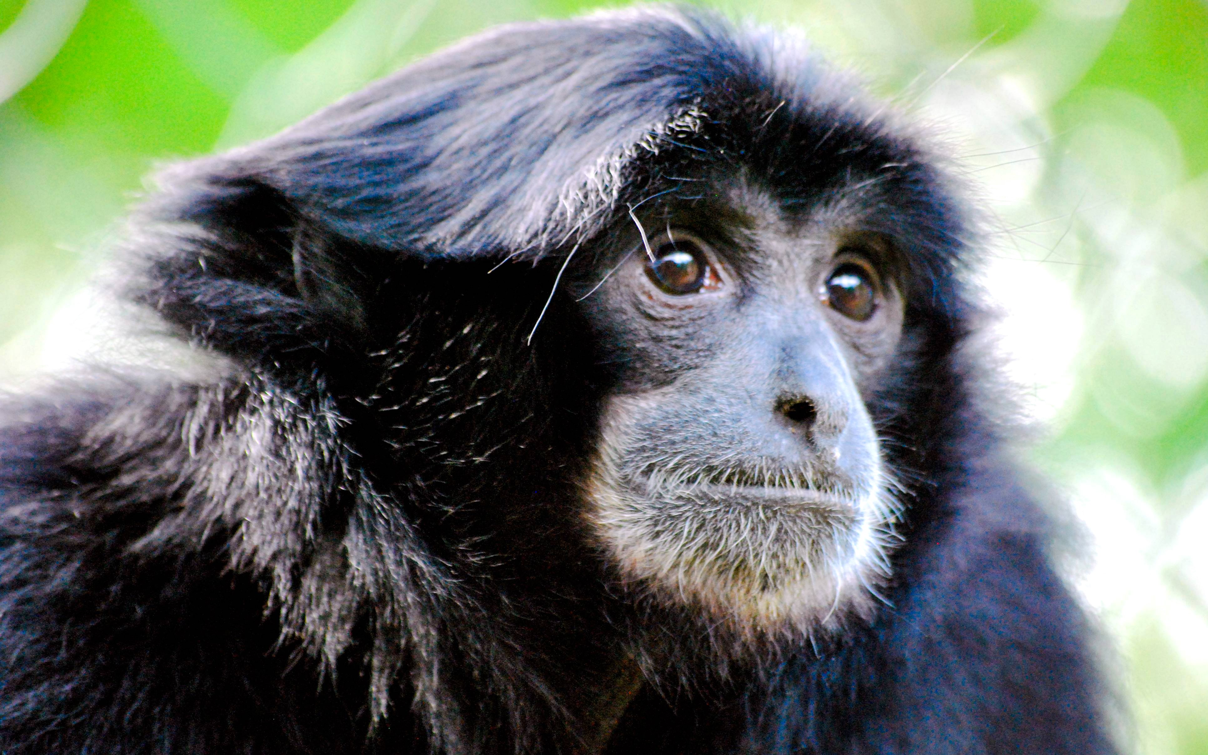Siamang Gibbon with lush green background.