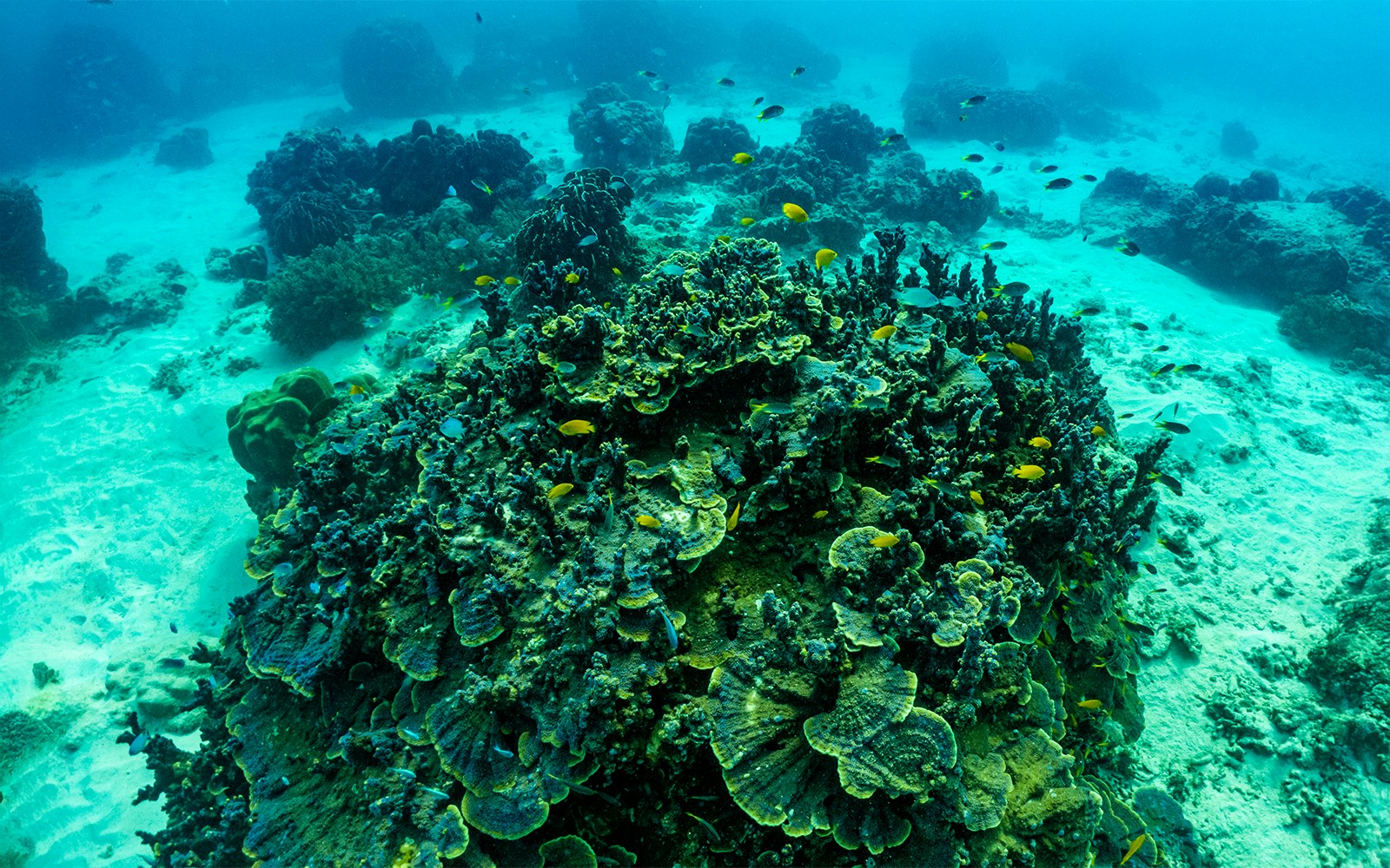 Underwater coral reef with fish at Phi Phi Island, Thailand.