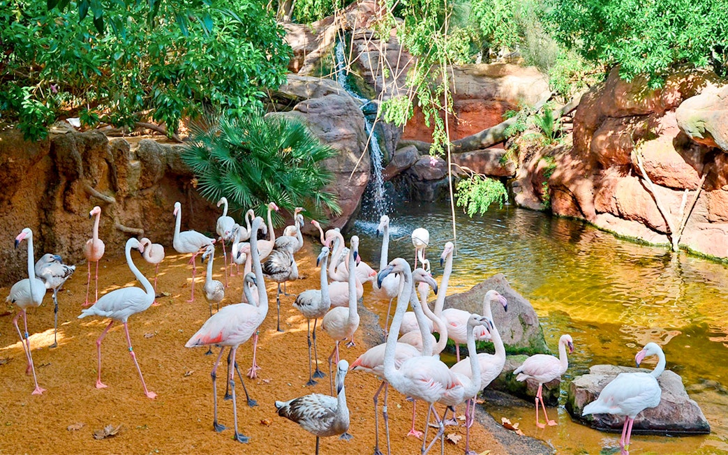 Flamingos gathered near a pond at Bioparc Valencia.