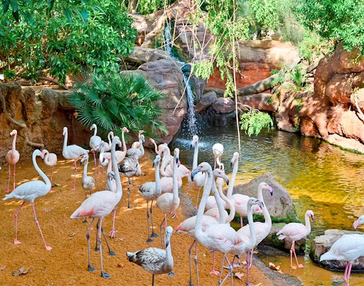 African Wetlands at the Bioparc Valencia