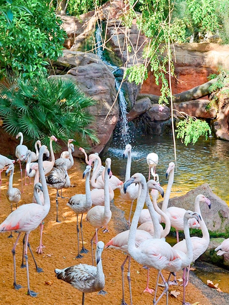 Flamingos gathered near a pond at Bioparc Valencia.