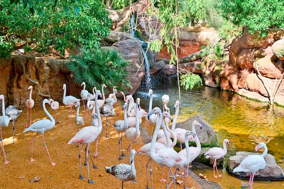 bioparc valencia: entradas sin colas-5