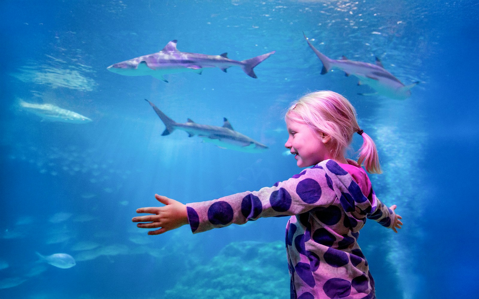 A girl hugging the aqaurium tank with shark fish at Sea Life