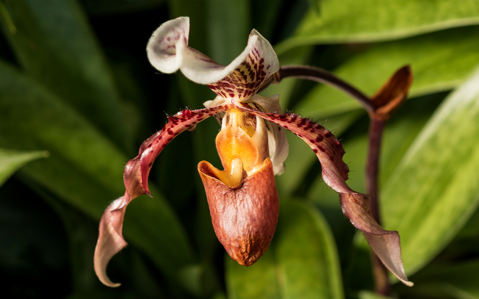 Lady's Slipper hybrids in National Orchid Garden