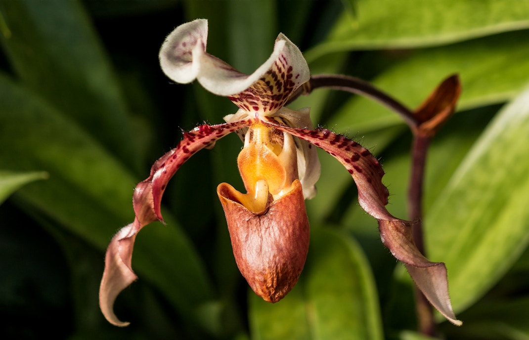 Lady's Slipper hybrids in National Orchid Garden
