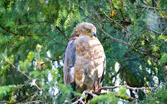 Eagle perched on a branch at Ranua Wildlife Park, Finland.