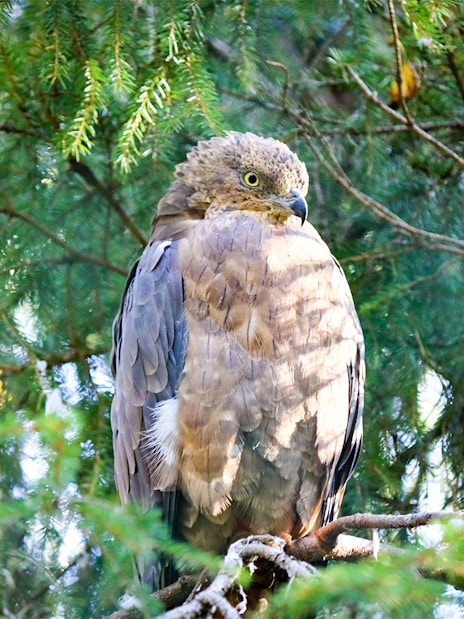 Eagle perched on a branch at Ranua Wildlife Park, Finland.