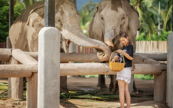 Visitor feeding elephants at Elephant Jungle Sanctuary Samui.