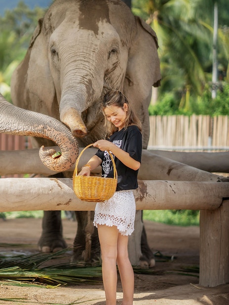 Visitor feeding elephants at Elephant Jungle Sanctuary Samui.