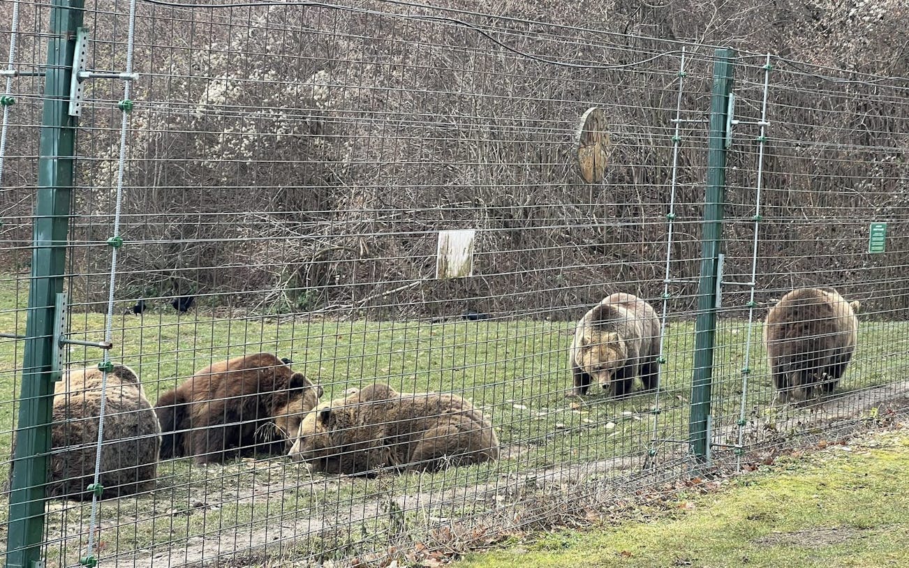 brașov bear sanctuary tour, small group-1