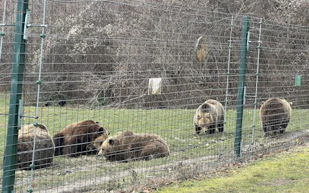 Brașov Bear Sanctuary Tour, small group