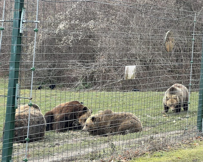 Brașov Bear Sanctuary Tour, small group