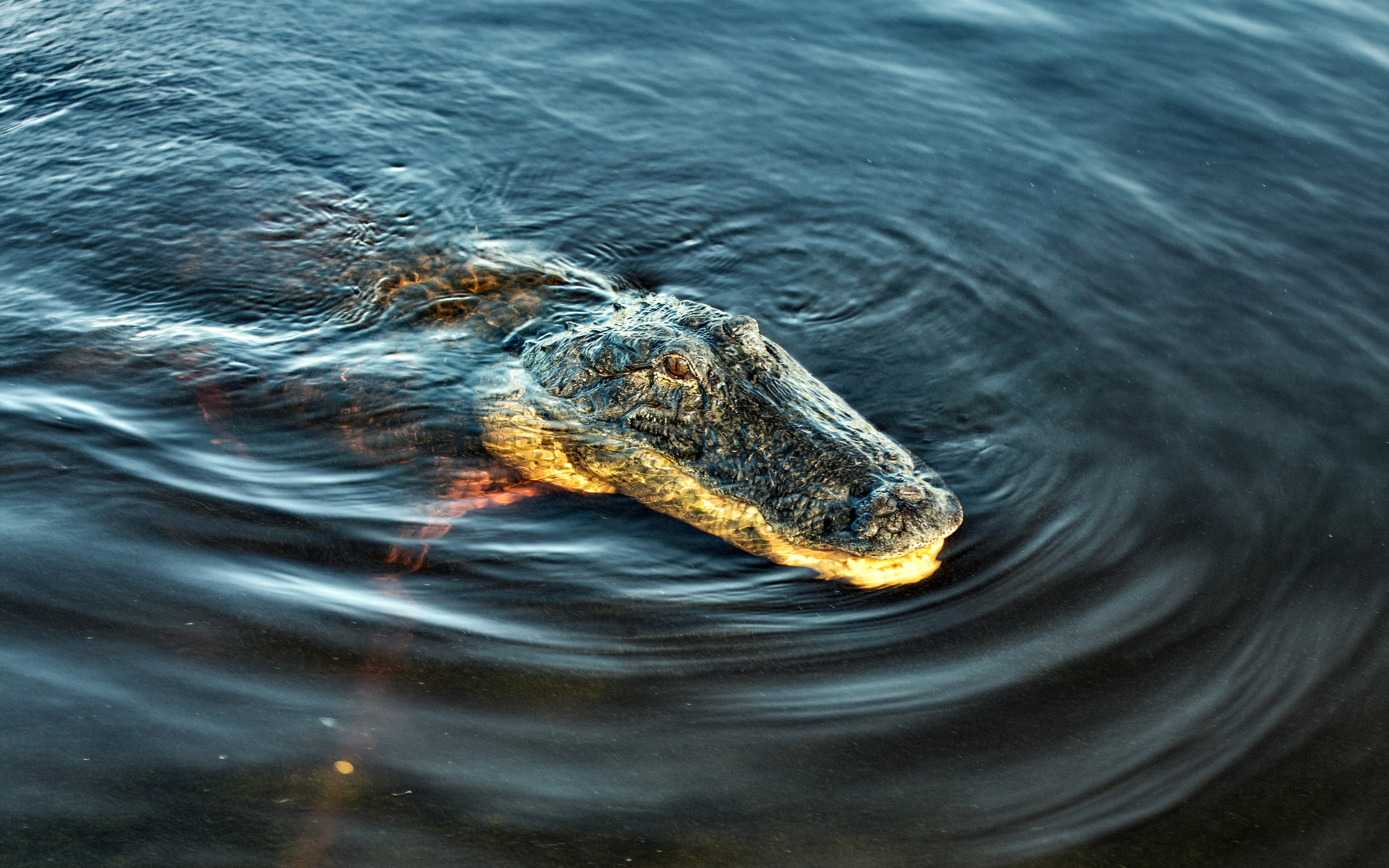 American alligator swimming in water during Miami airboat tour.