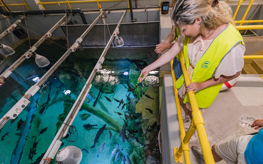 Visitor feeding fish at Cairns Aquarium marine life exhibit.