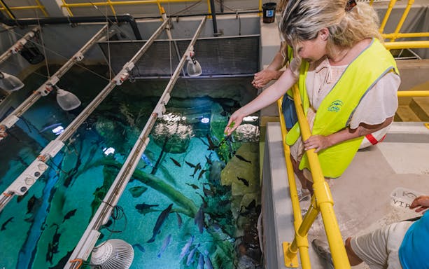 Visitor feeding fish at Cairns Aquarium marine life exhibit.