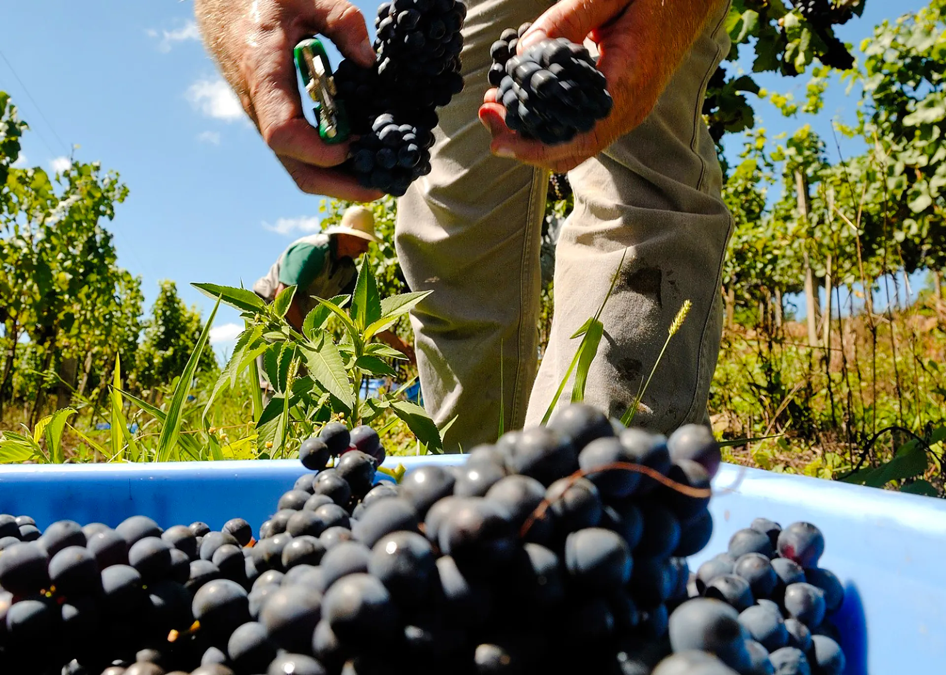 Harvesting grapes in a vineyard, Rio de Janeiro, with mountains in the background.