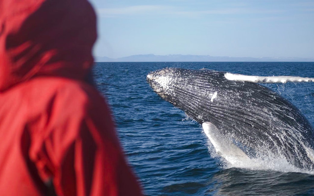 Whale breaching near cruise ship with guest watching in red jacket.