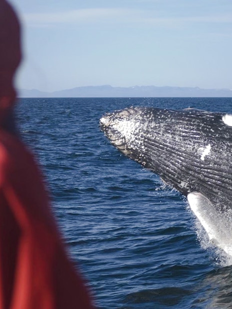 Whale breaching near cruise ship with guest watching in red jacket.