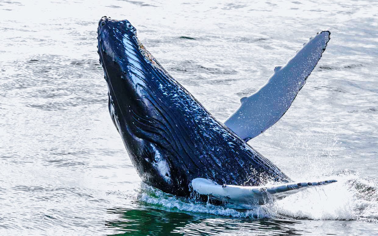 Humpback whale breaching during whale watching tour.