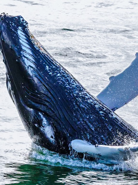 Humpback whale breaching during whale watching tour.