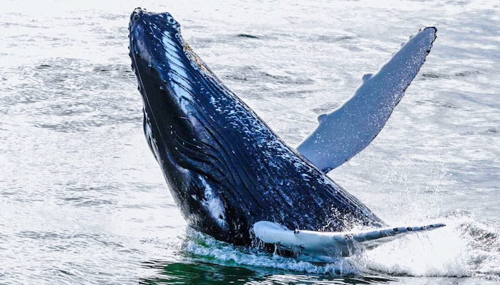humpback whale