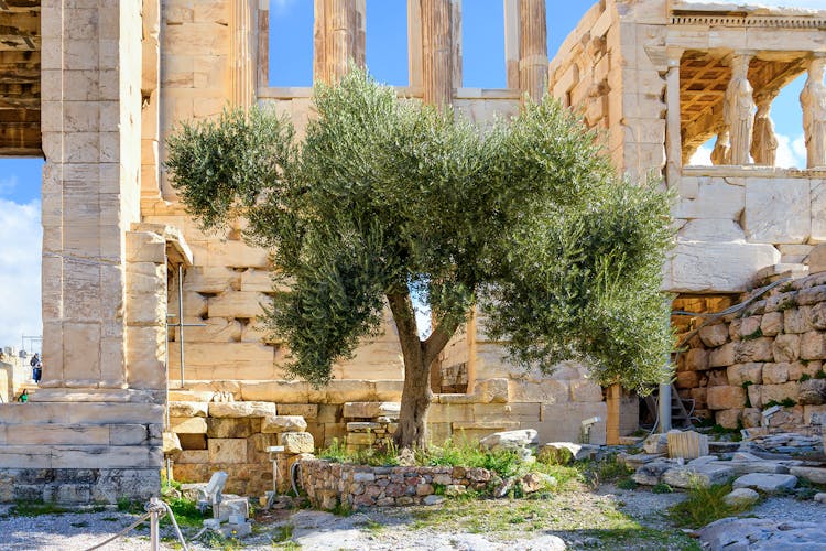Erechtheion's Olive tree, Athens, Greece