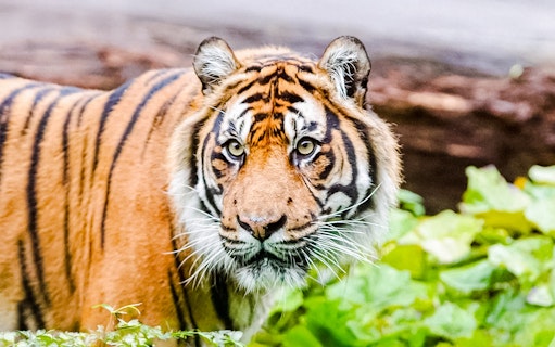 Tiger in lush greenery at London Zoo.