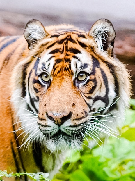Tiger in lush greenery at London Zoo.