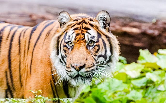 Tiger in lush greenery at London Zoo.