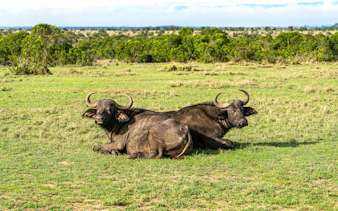 Two African buffaloes resting in the savannah at Ol Pejeta Conservancy, Kenya.