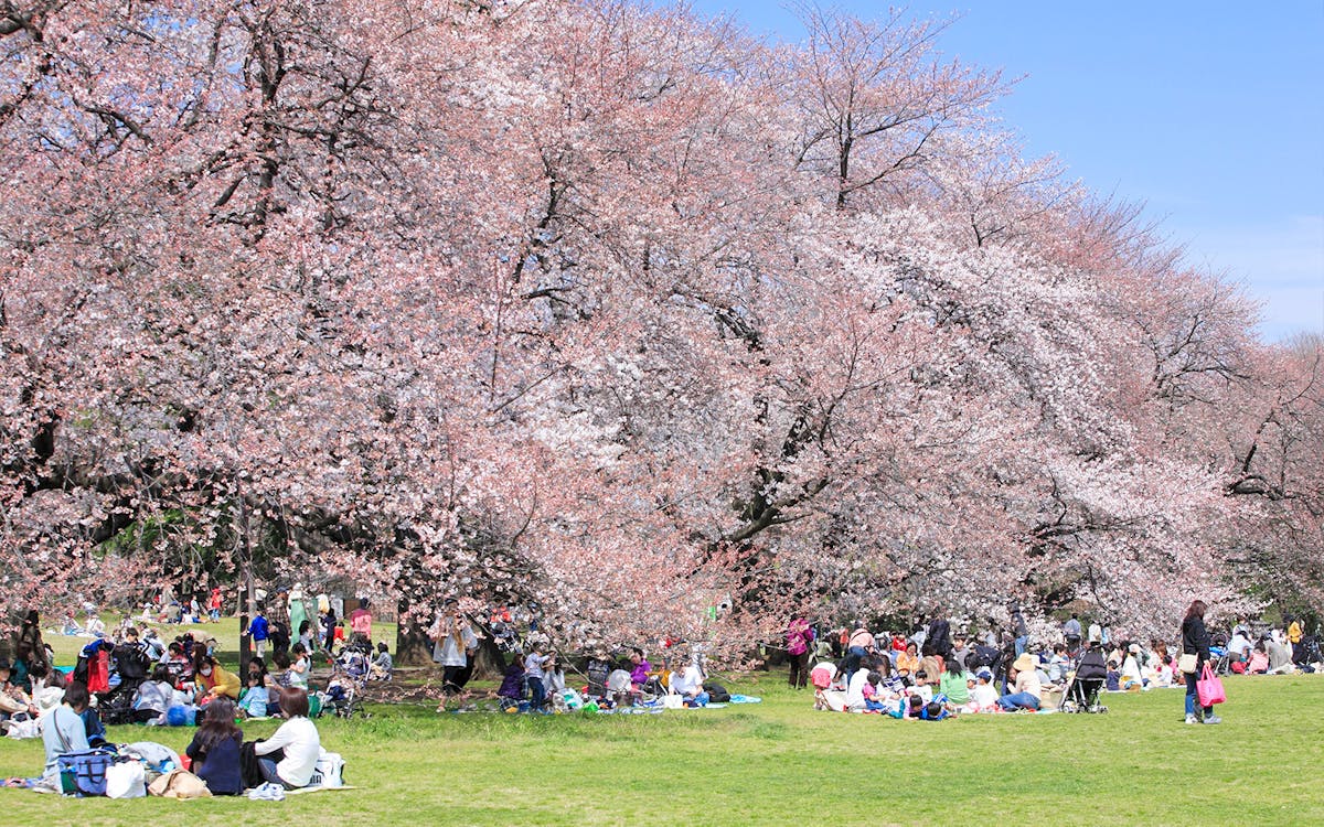 2-hour cherry blossom family picnic in kyoto-2 2-hour cherry blossom family picnic in kyoto-2