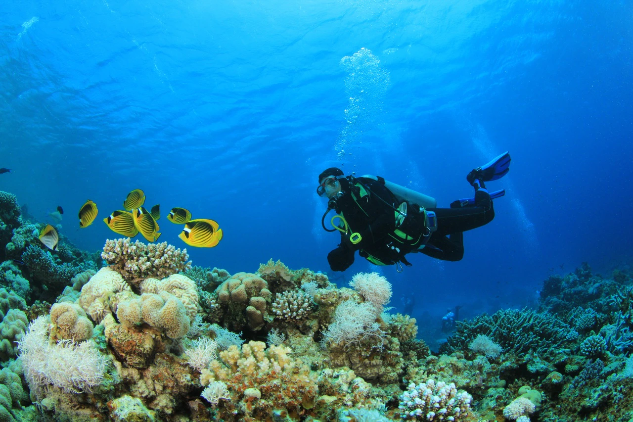 Scuba diver exploring coral reef with fish in Red Sea, Hurghada.