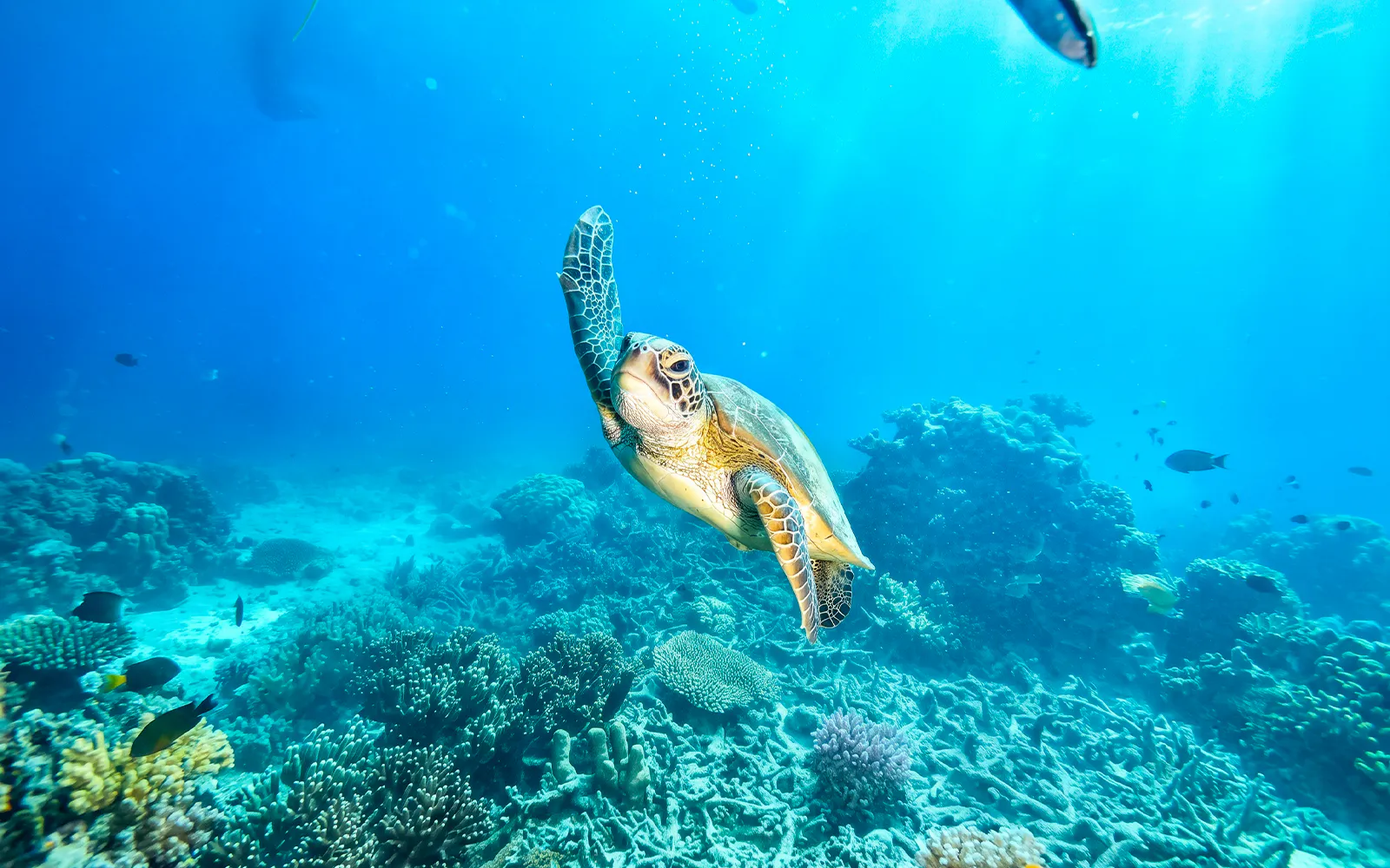 Sea turtle swimming over coral reef during snorkel in Waikoloa.