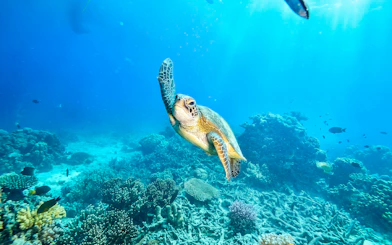 Sea turtle swimming over coral reef during snorkel in Waikoloa.