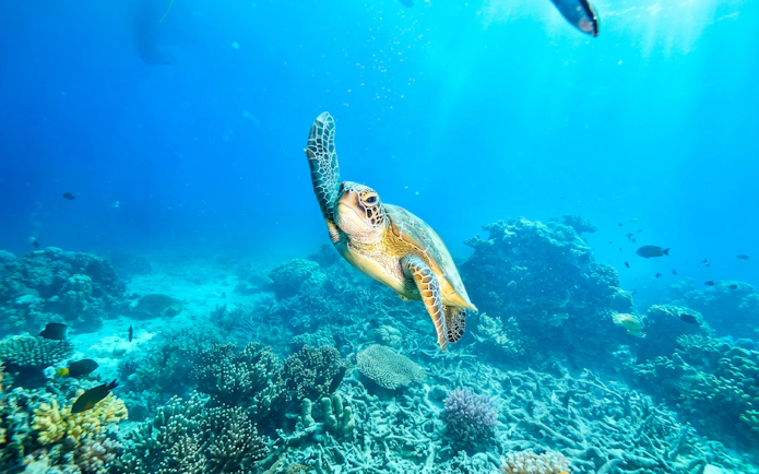 Sea turtle swimming over coral reef during snorkel in Waikoloa.
