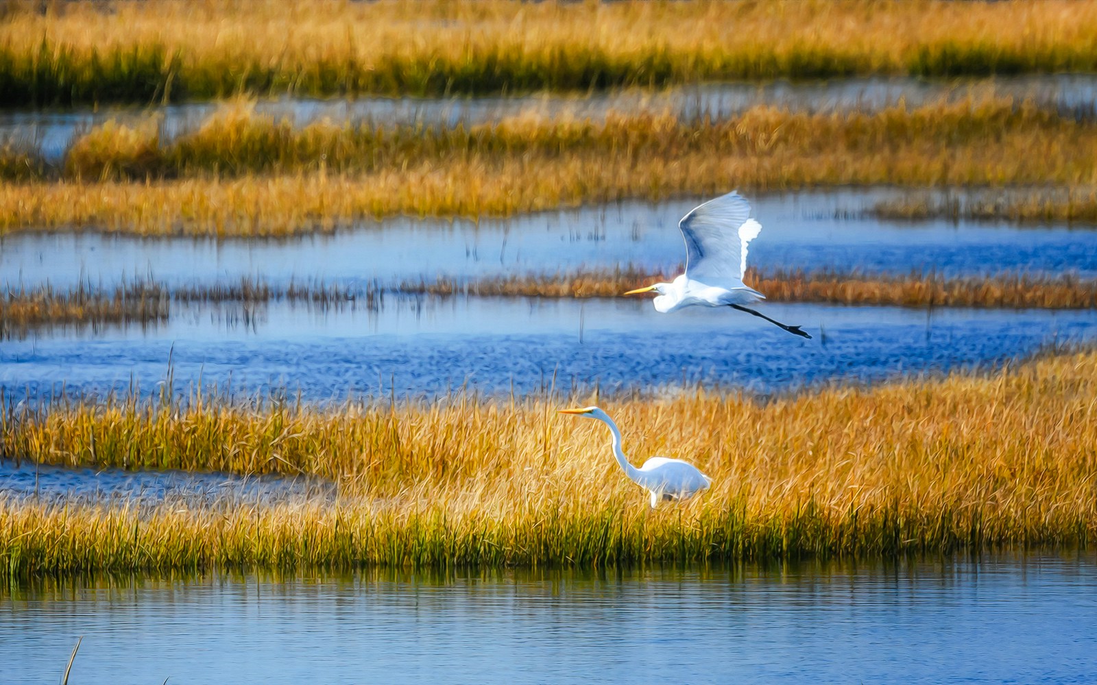 Egrets in marshland at Everglades Safari Park.