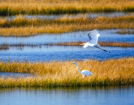 Egrets in marshland at Everglades Safari Park.