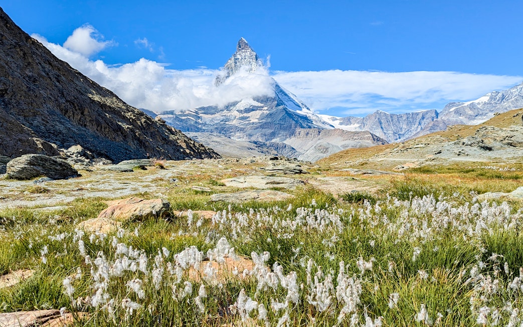 Matterhorn mountain with alpine flowers in foreground, Switzerland.