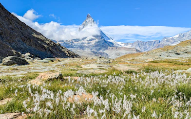 Matterhorn mountain with alpine flowers in foreground, Switzerland.