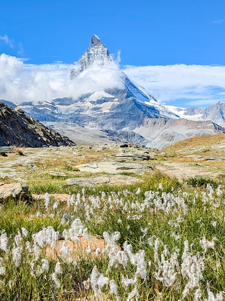 Matterhorn mountain with alpine flowers in foreground, Switzerland.