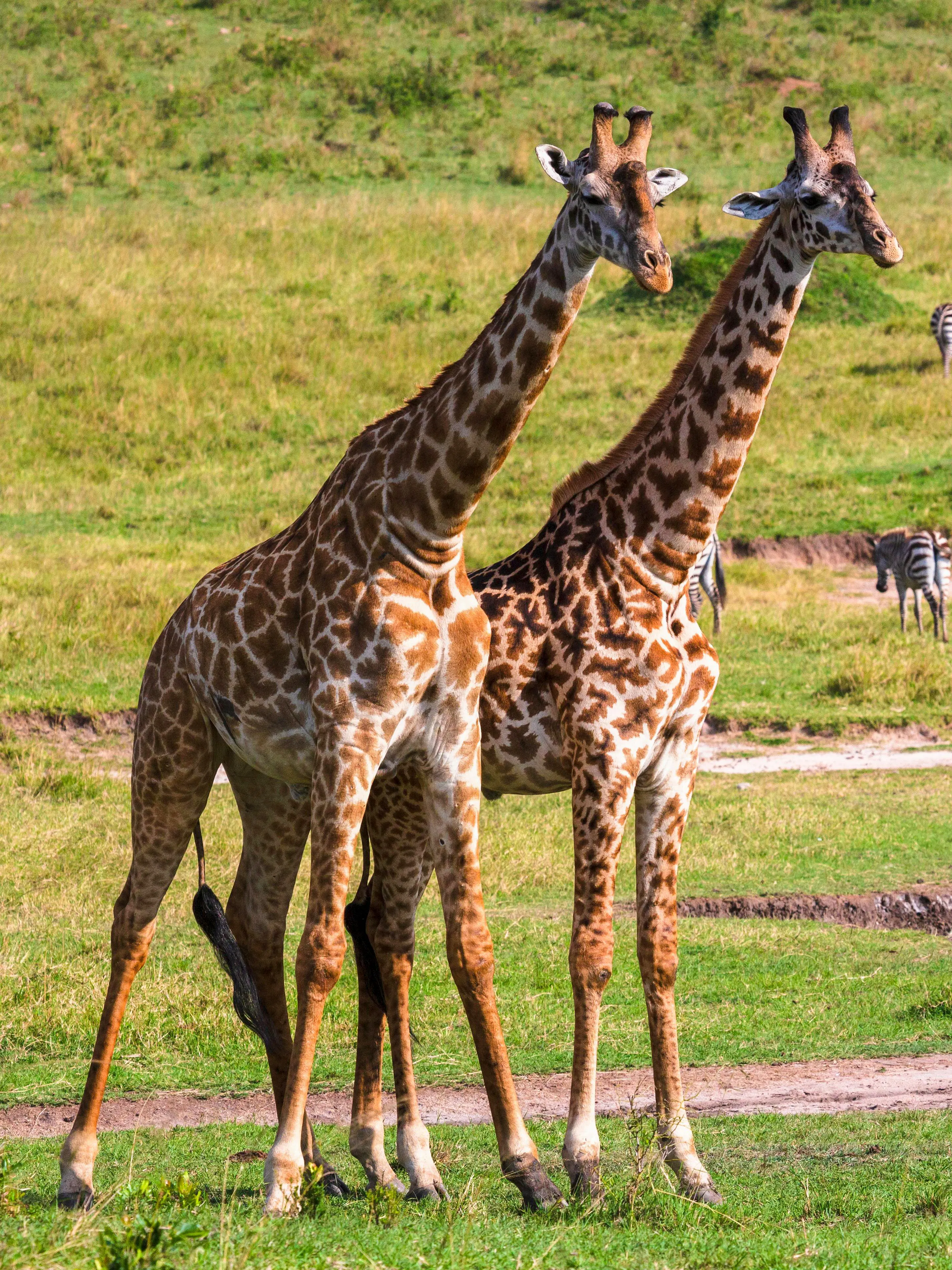 Viaje de 3 días a Masai Mara