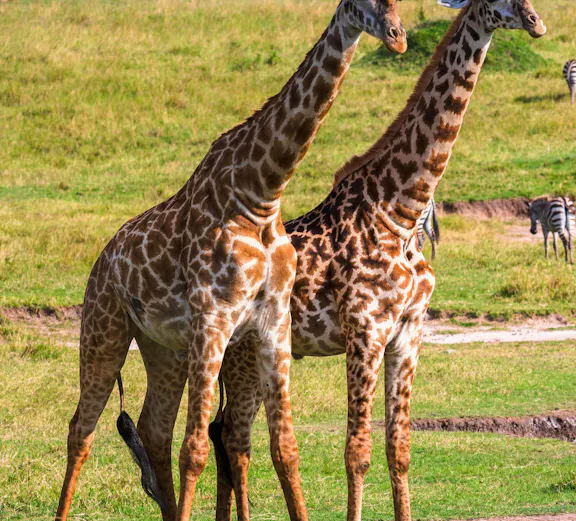 Two giraffes standing in Masai Mara National Park, Kenya.
