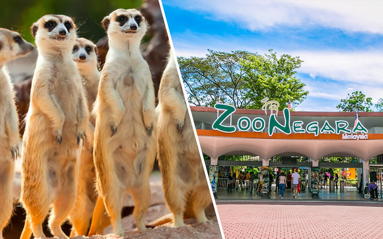 Meerkats at KL Tower Mini Zoo and entrance of Zoo Negara Malaysia.