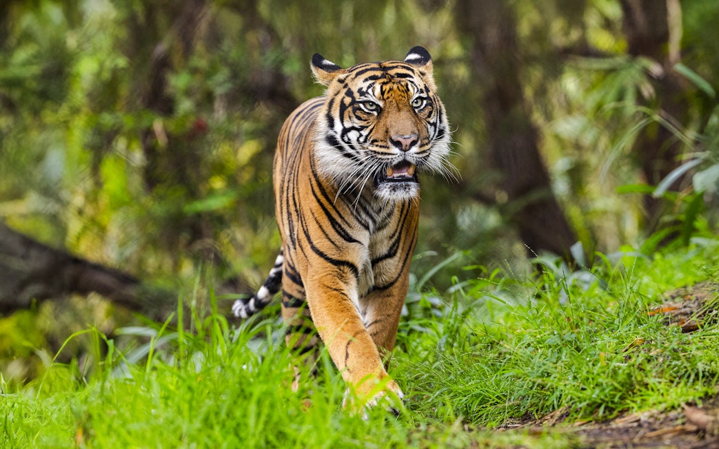 Tiger walking through greenery at San Diego Zoo Safari Park.