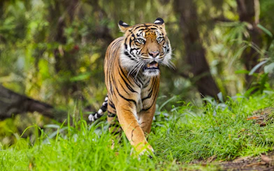 Tiger walking through greenery at San Diego Zoo Safari Park.